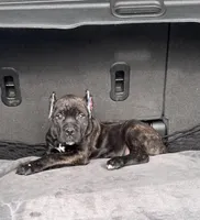 Black/ brindle girl , a female Cane Corso for sale in Lula, GA – Photo 2 of 6