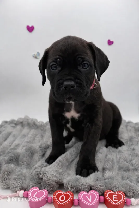 Black/ brindle girl p flower