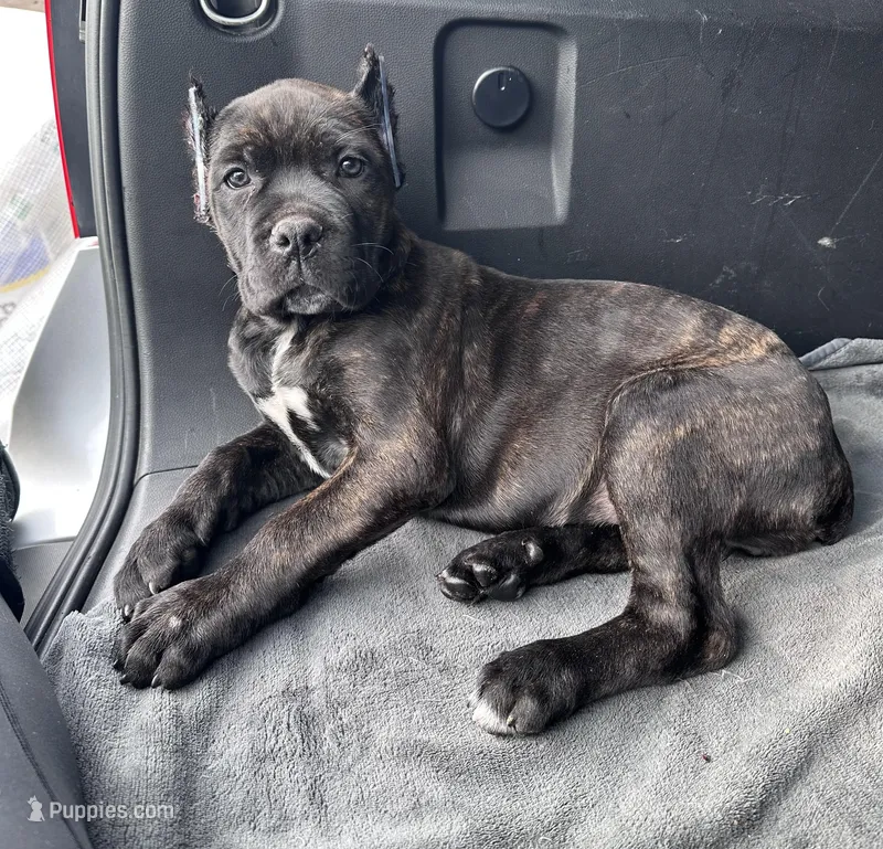 Black/ brindle girl , a female Cane Corso for sale in Lula, GA – Photo 1 of 6