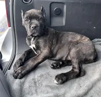 Black/ brindle girl , a female Cane Corso for sale in Lula, GA – Photo 1 of 6