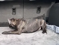 Black/ brindle girl , a female Cane Corso for sale in Lula, GA – Photo 4 of 6