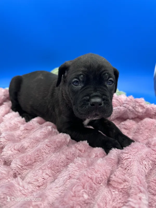 Black/ brindle girl p flower