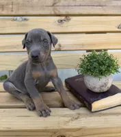 Blue male Doberman, a male Doberman Pinscher for sale in Lula, GA – 3 of 4