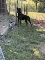 Black male , a male Cane Corso for sale in Lula, GA – 8 of 9