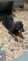 Blue male red collar , a male Doberman Pinscher for sale in Lula, GA – 3 of 7