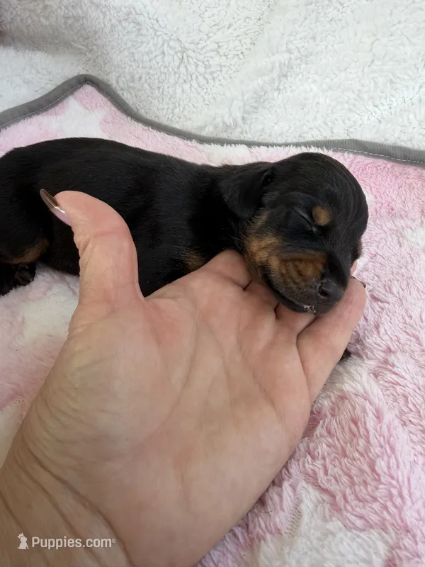 Black female  – Doberman Pinscher puppy for sale in Lula, GA