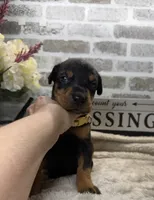 Black male tan collar , a male Doberman Pinscher for sale in Lula, GA – 3 of 4