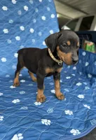 Black female tan collar , a female Doberman Pinscher for sale in Lula, GA – 3 of 5