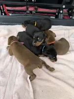 Black male , a male Doberman Pinscher for sale in Lula, GA – 6 of 6
