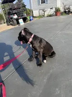Black female , a female Cane Corso for sale in Lula, GA – Photo 4 of 5