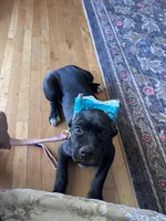 Black female , a female Cane Corso for sale in Lula, GA – Photo 5 of 5