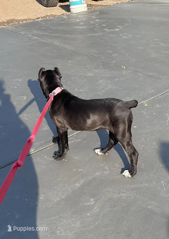 Black female  – Cane Corso puppy for sale in Lula, GA