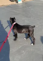 Black female , a female Cane Corso for sale in Lula, GA – Photo 1 of 5