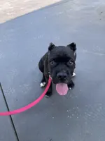 Black female , a female Cane Corso for sale in Lula, GA – Photo 3 of 5