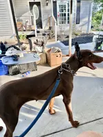 Black female , a female Doberman Pinscher for sale in Lula, GA – 8 of 9
