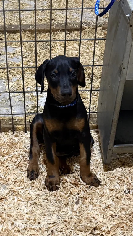 Black male blue collar.   – Doberman Pinscher puppy for sale in Lula, GA