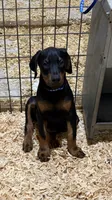 Black male blue collar.  , a male Doberman Pinscher for sale in Lula, GA – 1 of 6