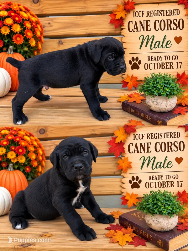Black male  – Cane Corso puppy for sale in Lula, GA