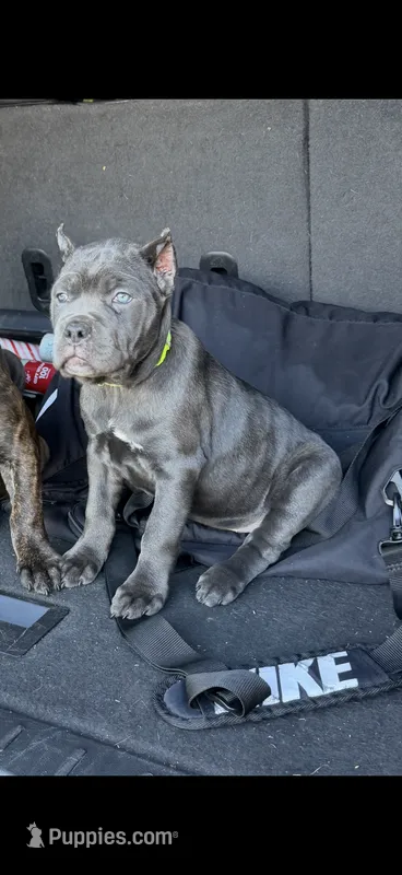 Blue girl green collar  – Cane Corso puppy for sale in Lula, GA
