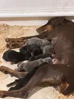 Blue female , a female Doberman Pinscher for sale in Lula, GA – 4 of 4