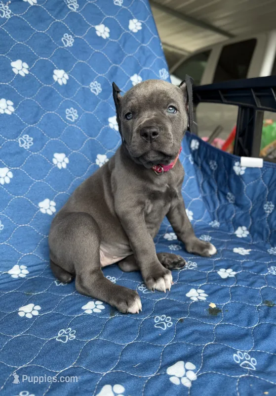 Blue girl pink collar  – Cane Corso puppy for sale in Lula, GA