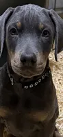 Blue boy black collar, a male Doberman Pinscher for sale in Lula, GA – 2 of 8