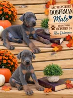Blue male Doberman, a male Doberman Pinscher for sale in Lula, GA – 1 of 4