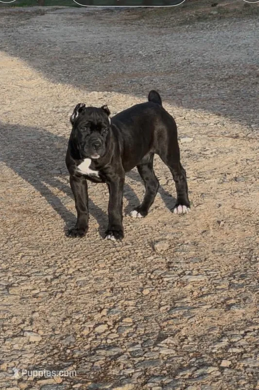 Black Female – Cane Corso puppy for sale in Lula, GA