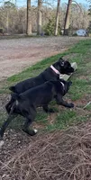 Black Female, a female Cane Corso for sale in Lula, GA – Photo 5 of 6