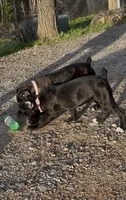 Black Female, a female Cane Corso for sale in Lula, GA – Photo 3 of 6