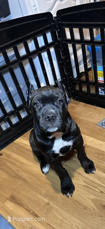 Black Female – Cane Corso puppy for sale in Lula, GA