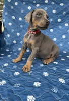 Blue male red collar , a male Doberman Pinscher for sale in Lula, GA – 2 of 6