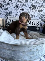 Red female pink collar , a female Doberman Pinscher for sale in Lula, GA – 5 of 9