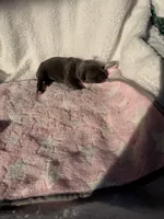 Blue female pink collar, a female Cane Corso for sale in Lula, GA – 2 of 3