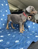 Blue male red collar , a male Doberman Pinscher for sale in Lula, GA – 5 of 6