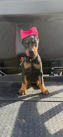 Black female leopard  collar , a female Doberman Pinscher for sale in Lula, GA – 6 of 6