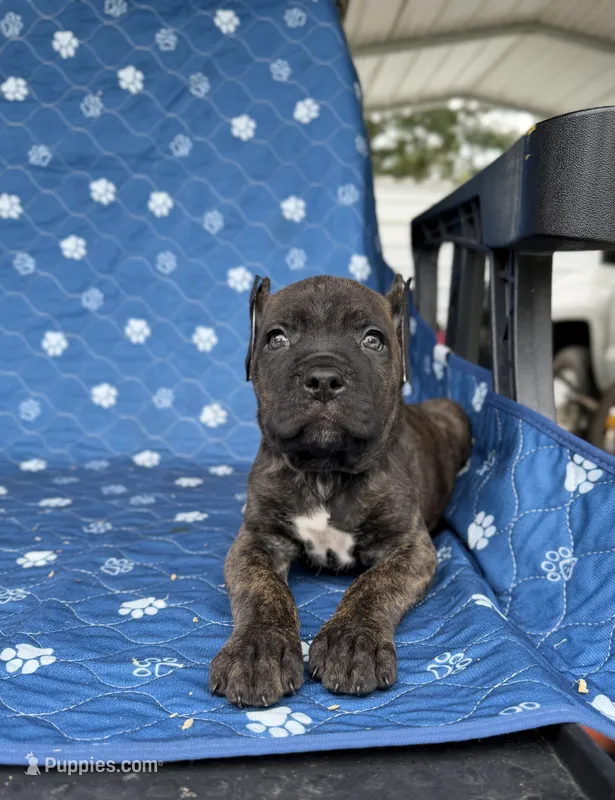 Brindle boy 2  – Cane Corso puppy for sale in Lula, GA