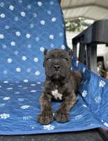Brindle boy 2 , a male Cane Corso for sale in Lula, GA – 1 of 5