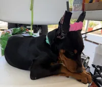 Teal collar girl, a female Doberman Pinscher for sale in Lula, GA – 6 of 6