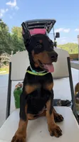 Teal collar girl, a female Doberman Pinscher for sale in Lula, GA – 4 of 6