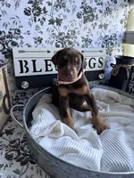 Red female pink collar , a female Doberman Pinscher for sale in Lula, GA – 4 of 9