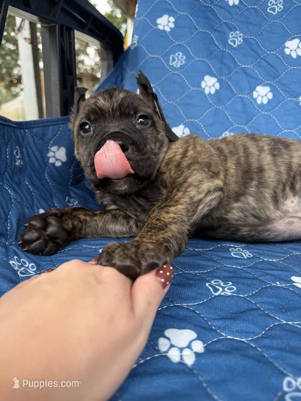 Brindle boy  – Cane Corso puppy for sale in Lula, GA