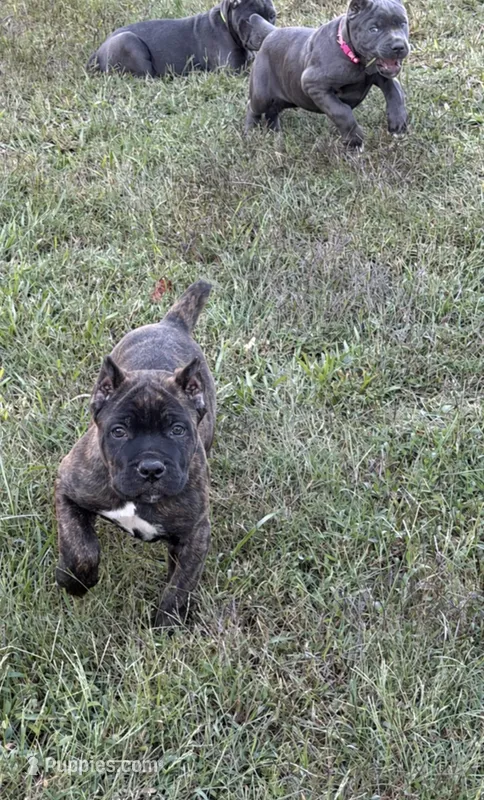 Brindle boy – Cane Corso puppy for sale in Lula, GA