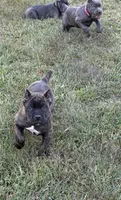 Brindle boy, a male Cane Corso for sale in Lula, GA – 1 of 7