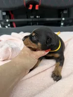 Black male , a male Doberman Pinscher for sale in Lula, GA – 5 of 6