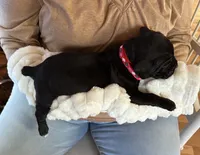 processed/1d69eca0-88fe-44ac-86a6-6f67cd0775ef/listing/1d3181fb-a720-419c-9a07-a86b0fdfc2ac/0691748b-974f-4c54-bf81-31b2de80e2e8