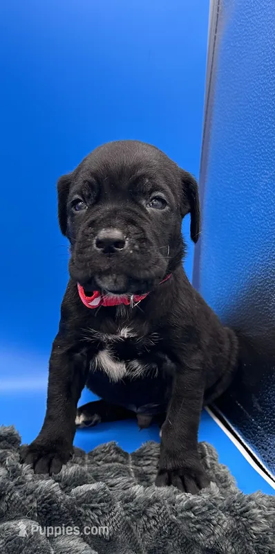 Black boy Red Collar