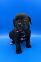 processed/1d69eca0-88fe-44ac-86a6-6f67cd0775ef/listing/1d3181fb-a720-419c-9a07-a86b0fdfc2ac/b825870d-411e-4f1e-b4d7-11c8b7f022e1