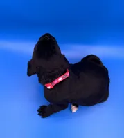 processed/1d69eca0-88fe-44ac-86a6-6f67cd0775ef/listing/1d3181fb-a720-419c-9a07-a86b0fdfc2ac/c045b8af-eea6-4a0d-9051-64220bb50d01