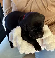 processed/1d69eca0-88fe-44ac-86a6-6f67cd0775ef/listing/1d3181fb-a720-419c-9a07-a86b0fdfc2ac/edc34caa-bff8-4721-9d30-22e3684770c3